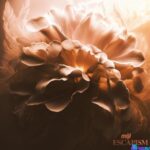 Miji – Escapism (Cover) &ndash; Miji Escapism Cover Soundwela